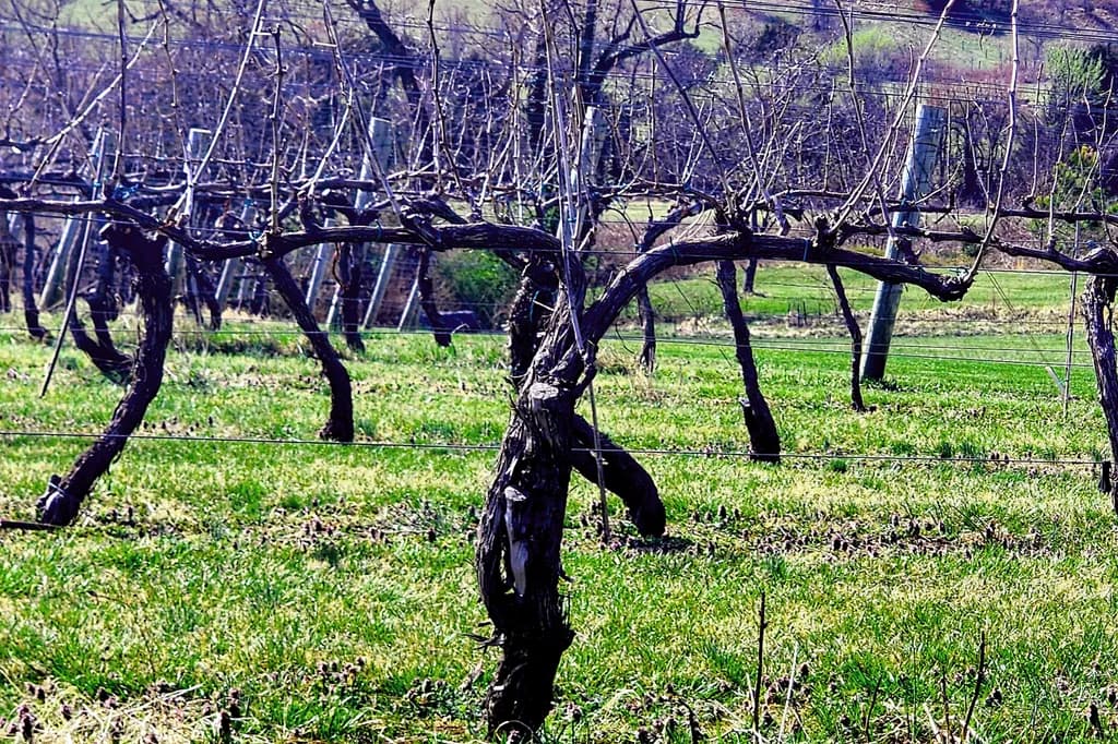 Nature's Pause