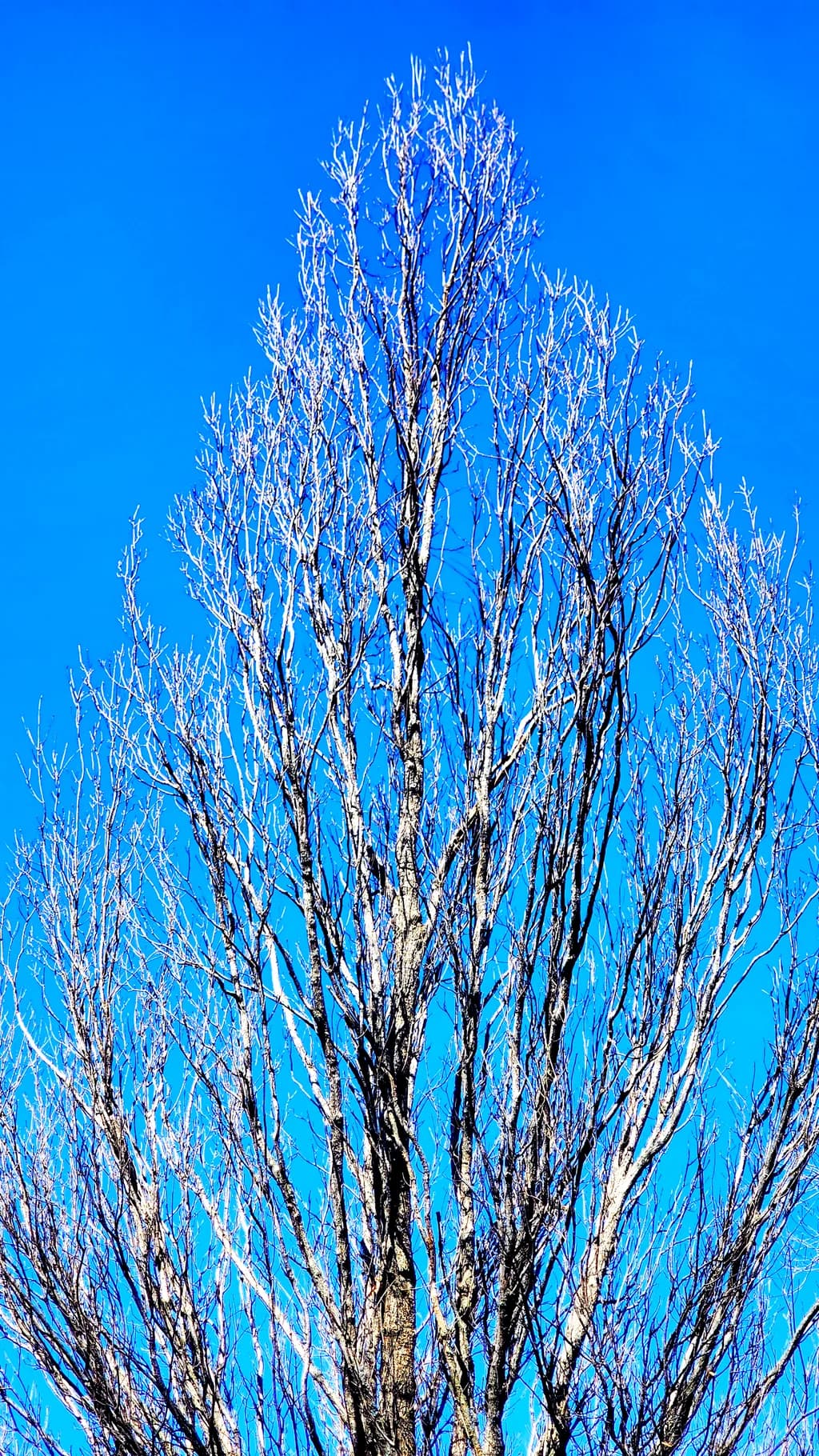 Branches Against Blue