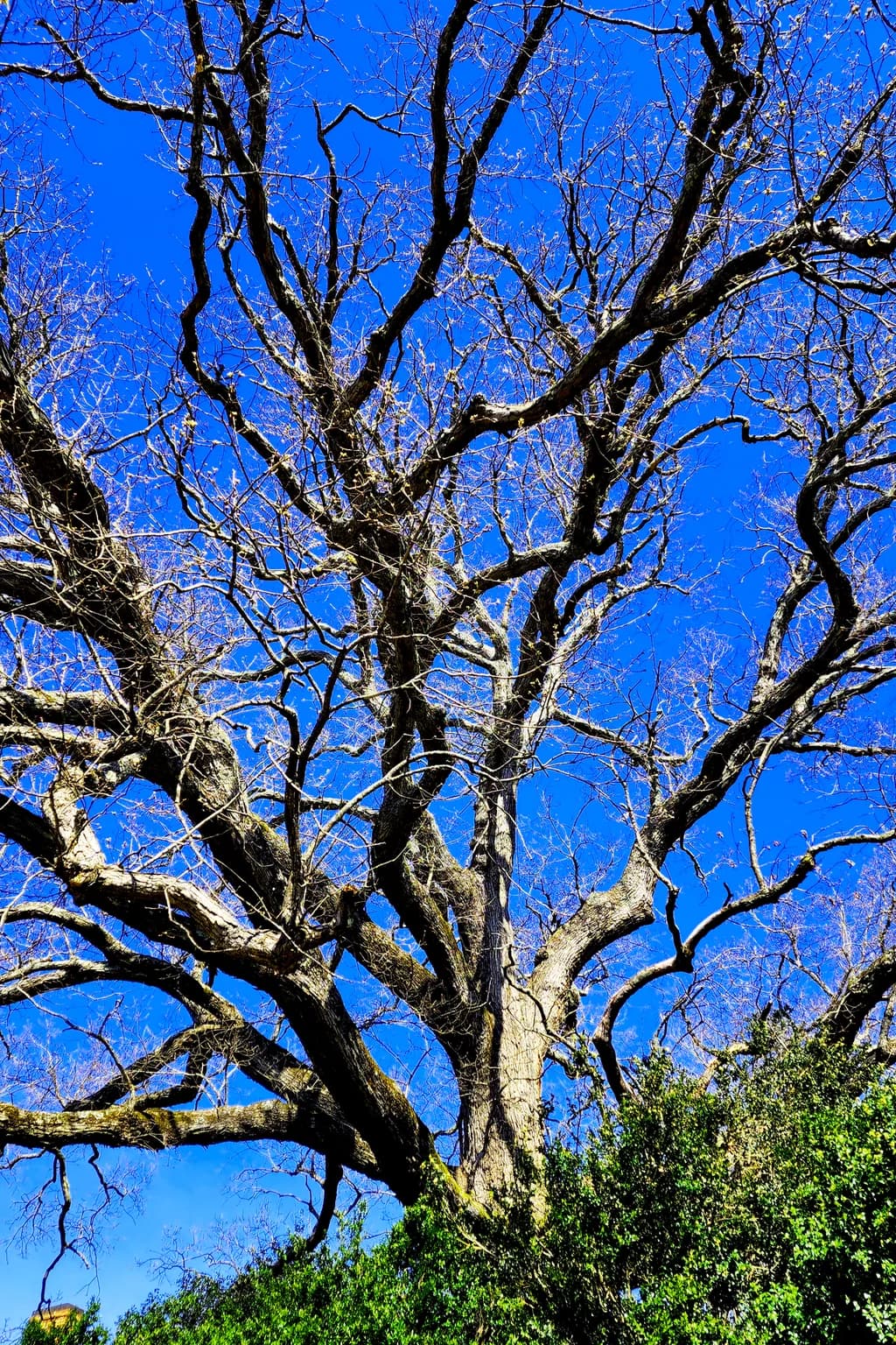 Branches of Spring