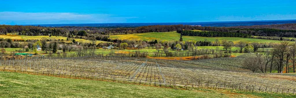 Nature's Canvas: A Vineyard View