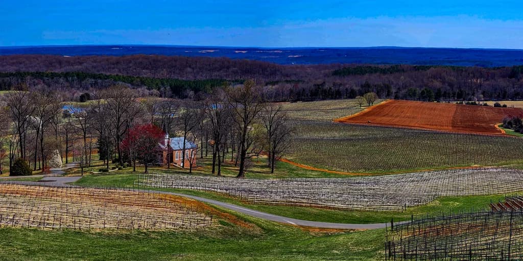 Virginia's Vineyard Vibes