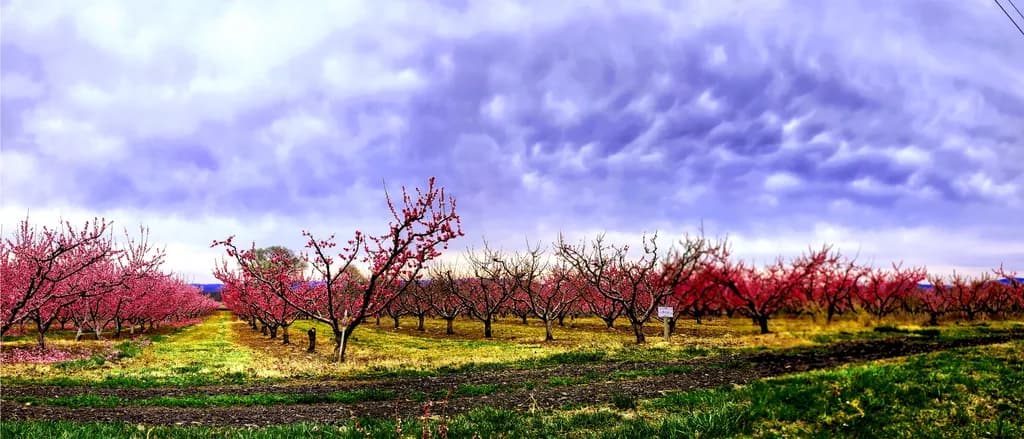 Blossoms in Bloom
