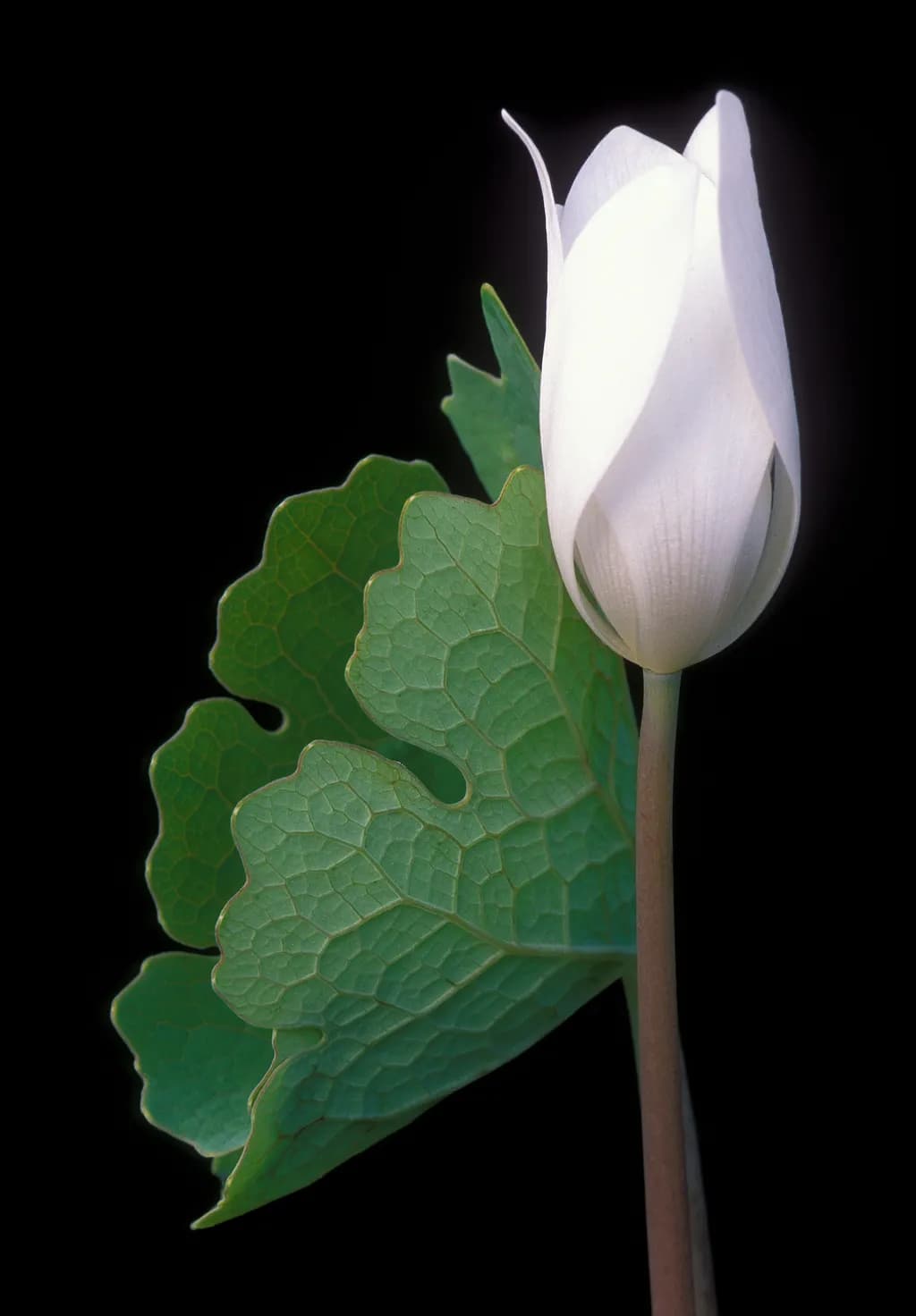 Bloodroot Blossom