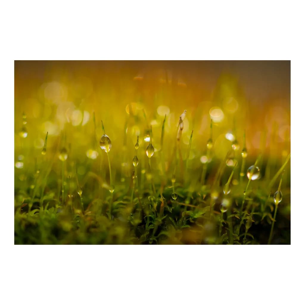 Raindrops on Moss