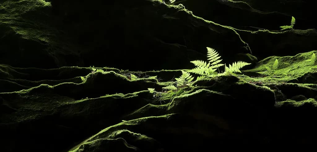 Rocks and Ferns