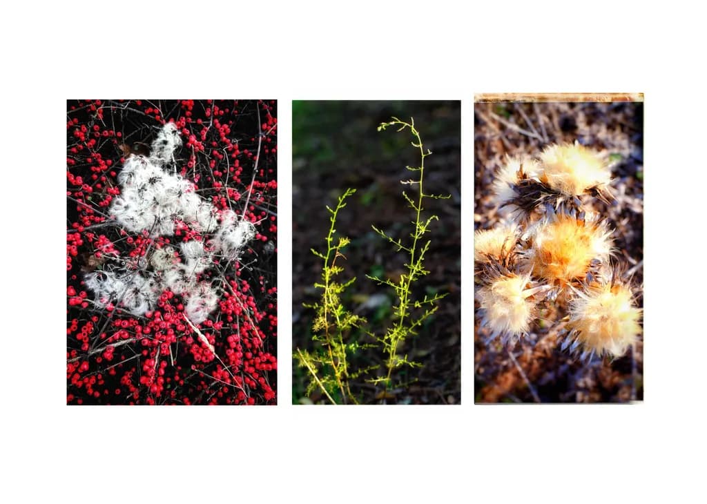 Whispers of Nature: A Triptych of Textures and Colors in Flora