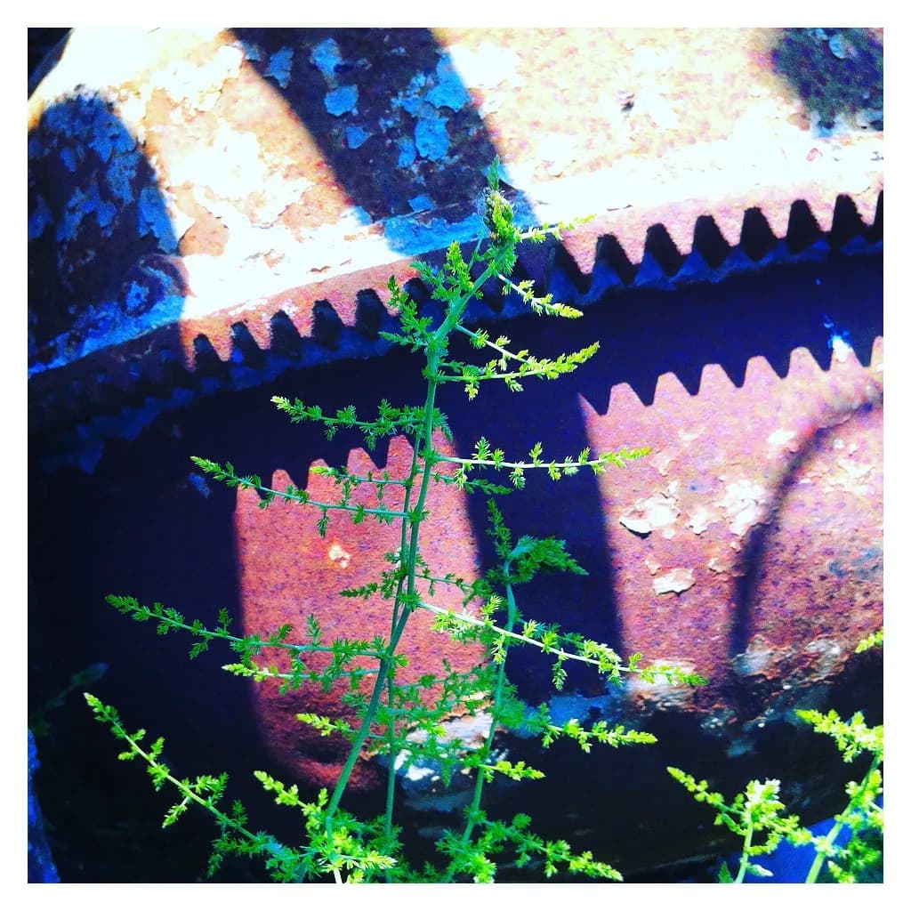 Rust and Resilience: Nature's Dance with Time and Metal