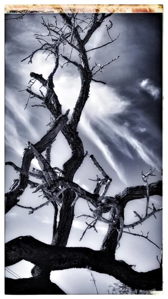 Whispers of the Barren: A Monochrome Journey Through Abstract Branches and Clouds