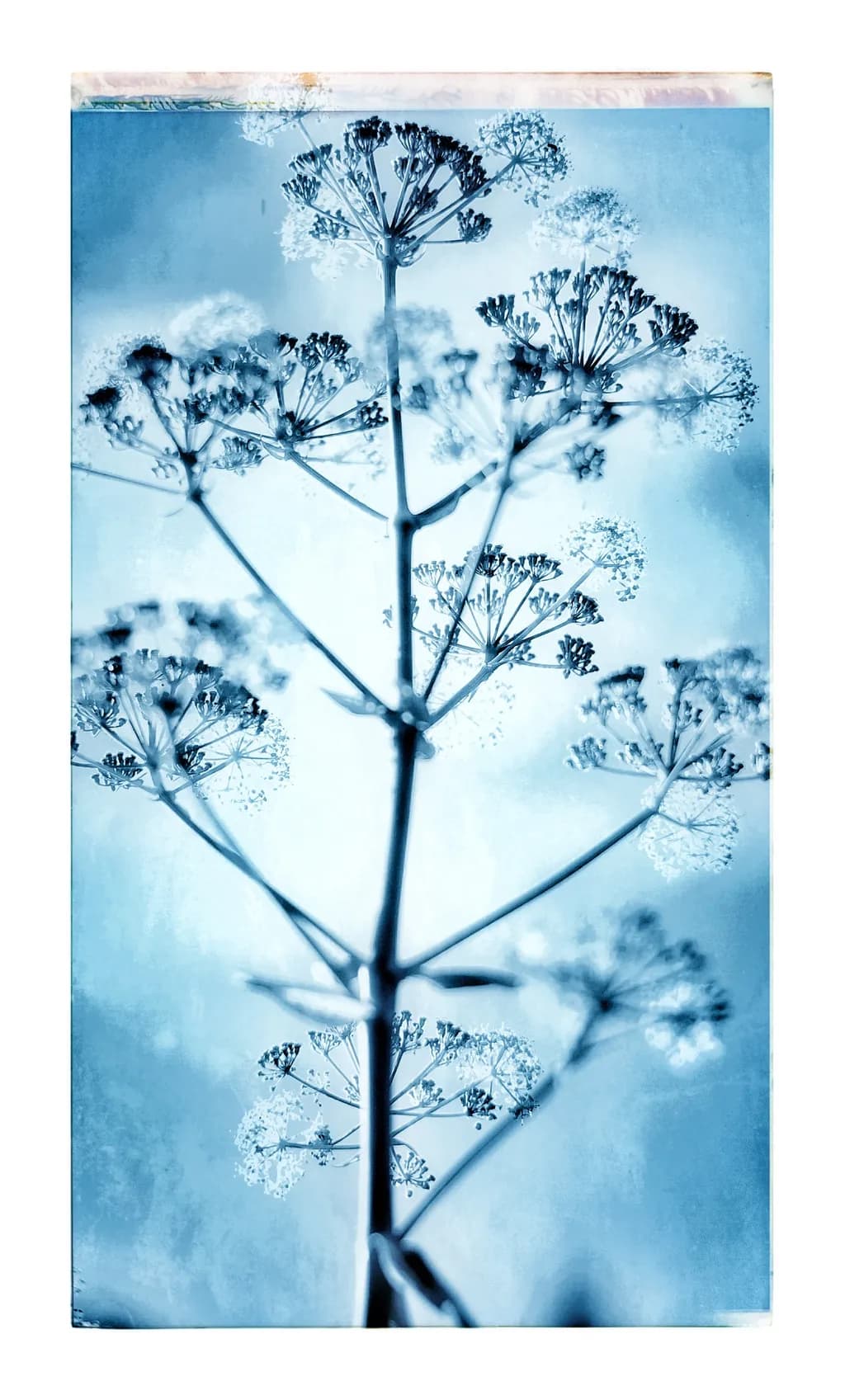 Whispers of Winter: A Serene Blue Floral Elegance