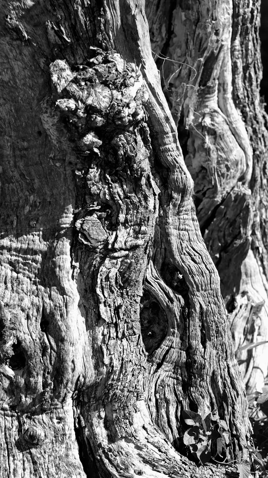 Whispers of Time: The Intricate Dance of Nature's Textures