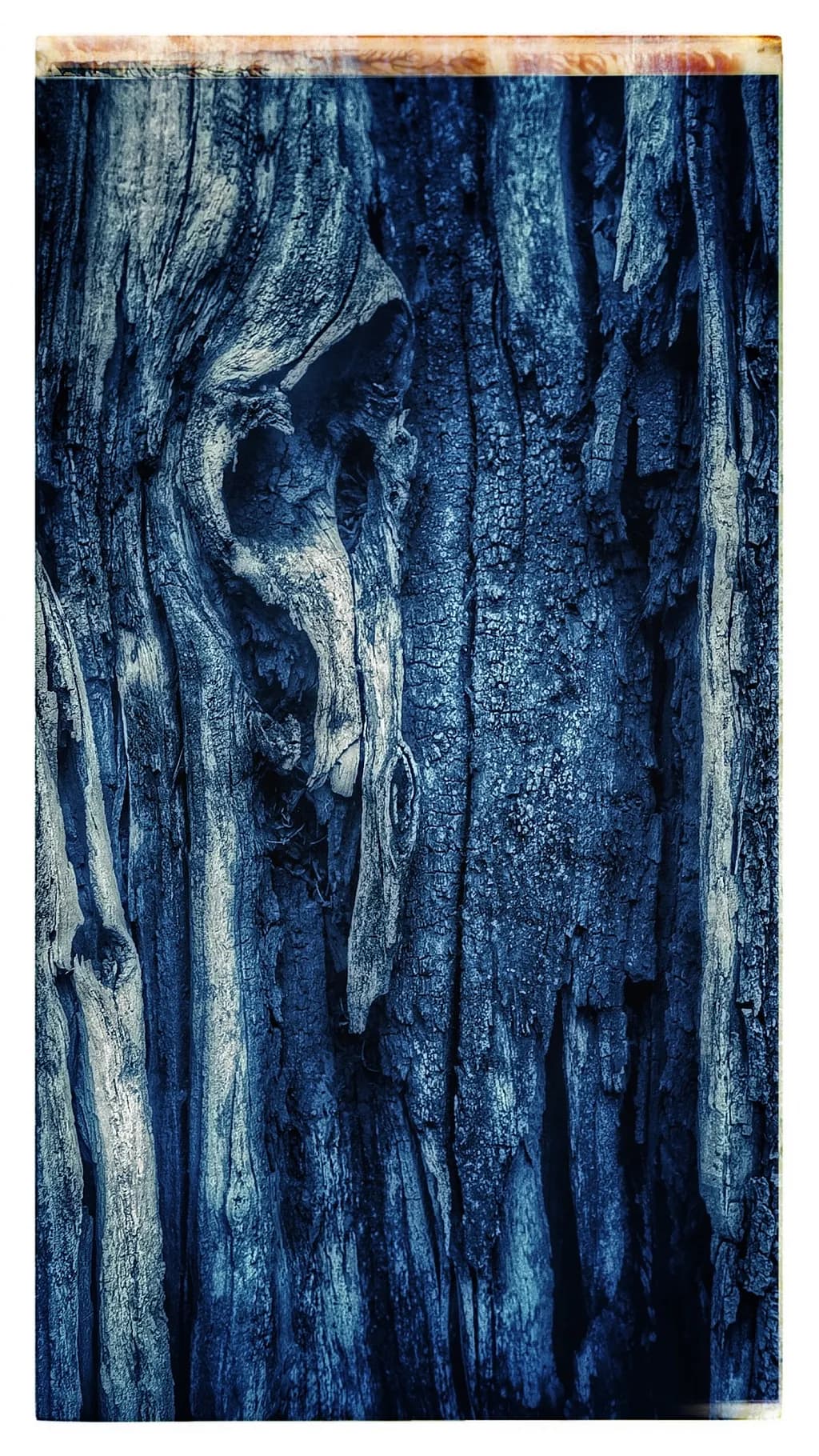 Whispers of the Forest: A Haunting Encounter with Nature's Spirit