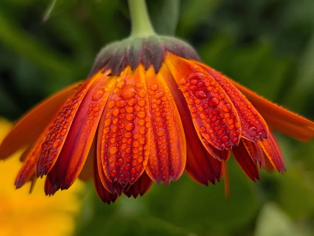 Fiery Aster - Macro Flower Photography Wall Art Wildflower and Dew