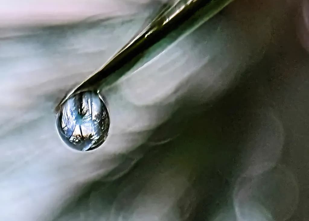 The Pinnacle - Macro Photograph of Water Drop Hanging on Ponderosa Pine