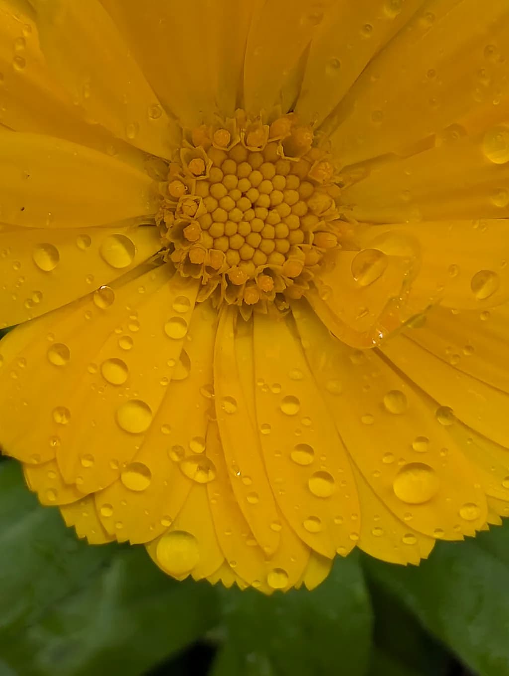 After the Rain 102 - Raindrops on Asters