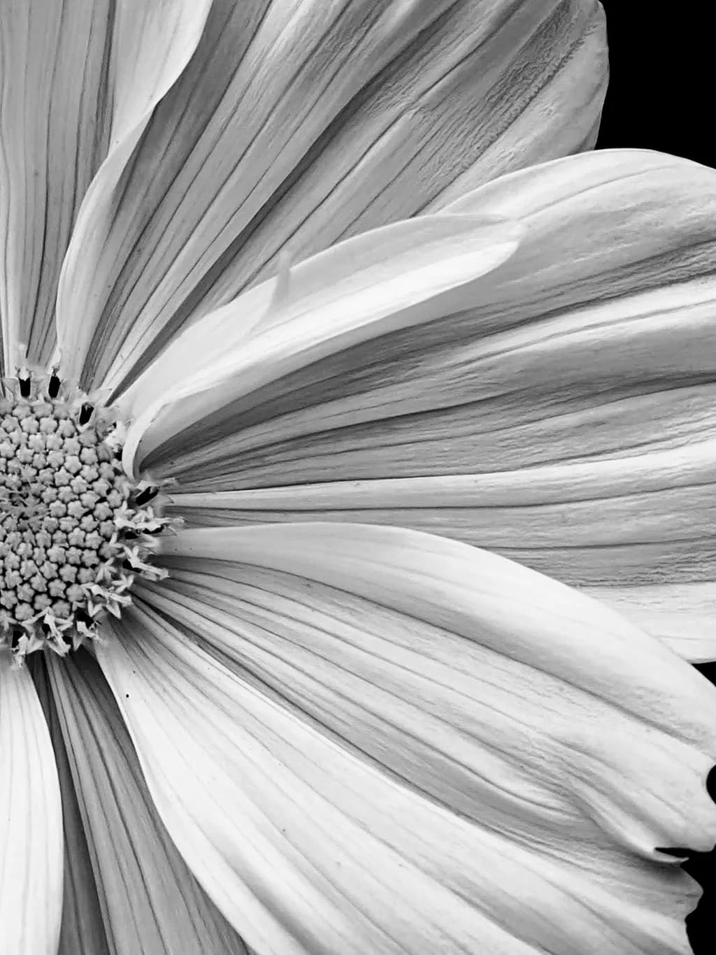 Cosmo Flower in Petal Detail – Black and White Fine Art Photography Print