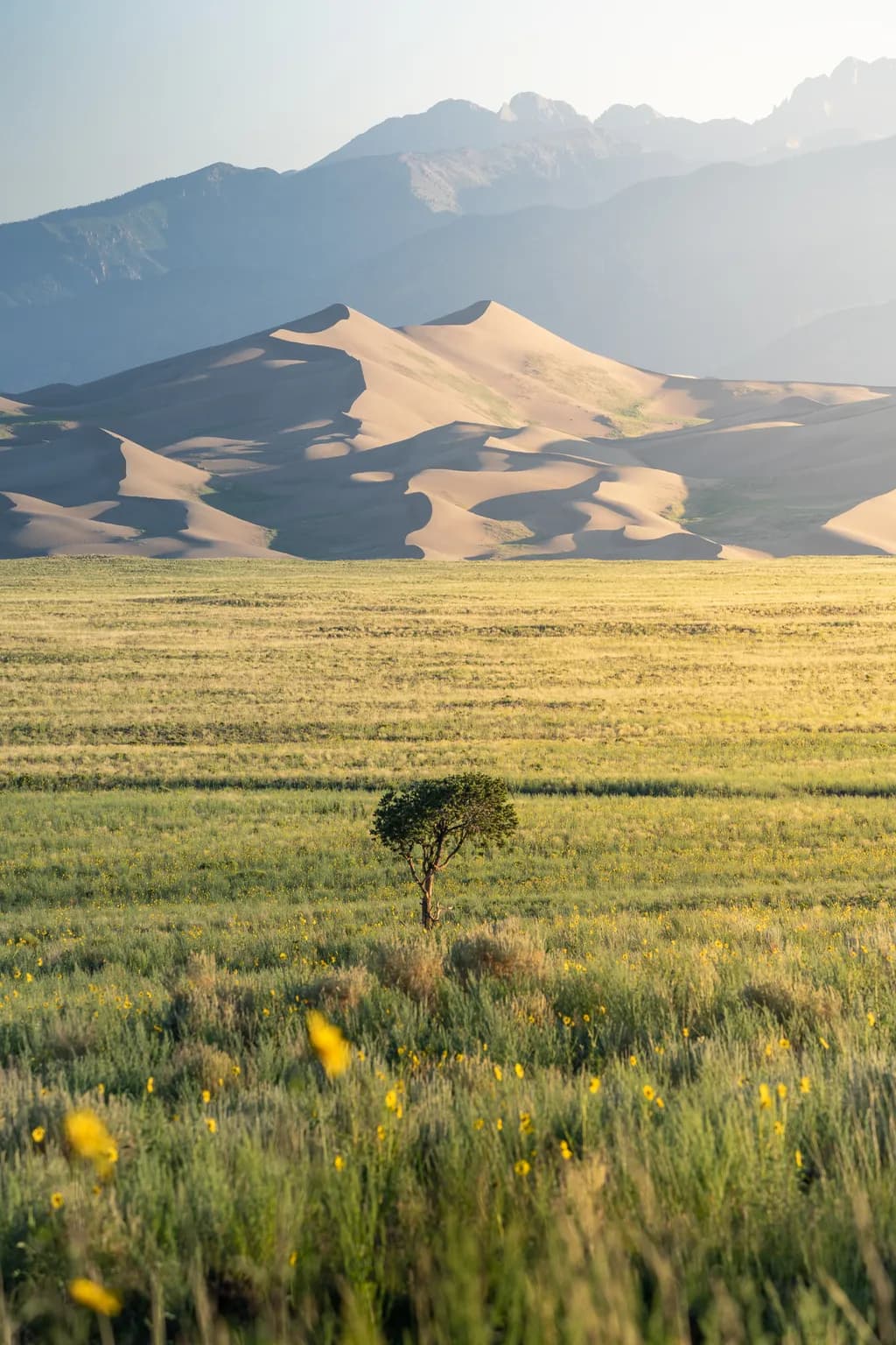 Whispers of Solitude: A Lone Tree Amidst the Dunes and Mountains