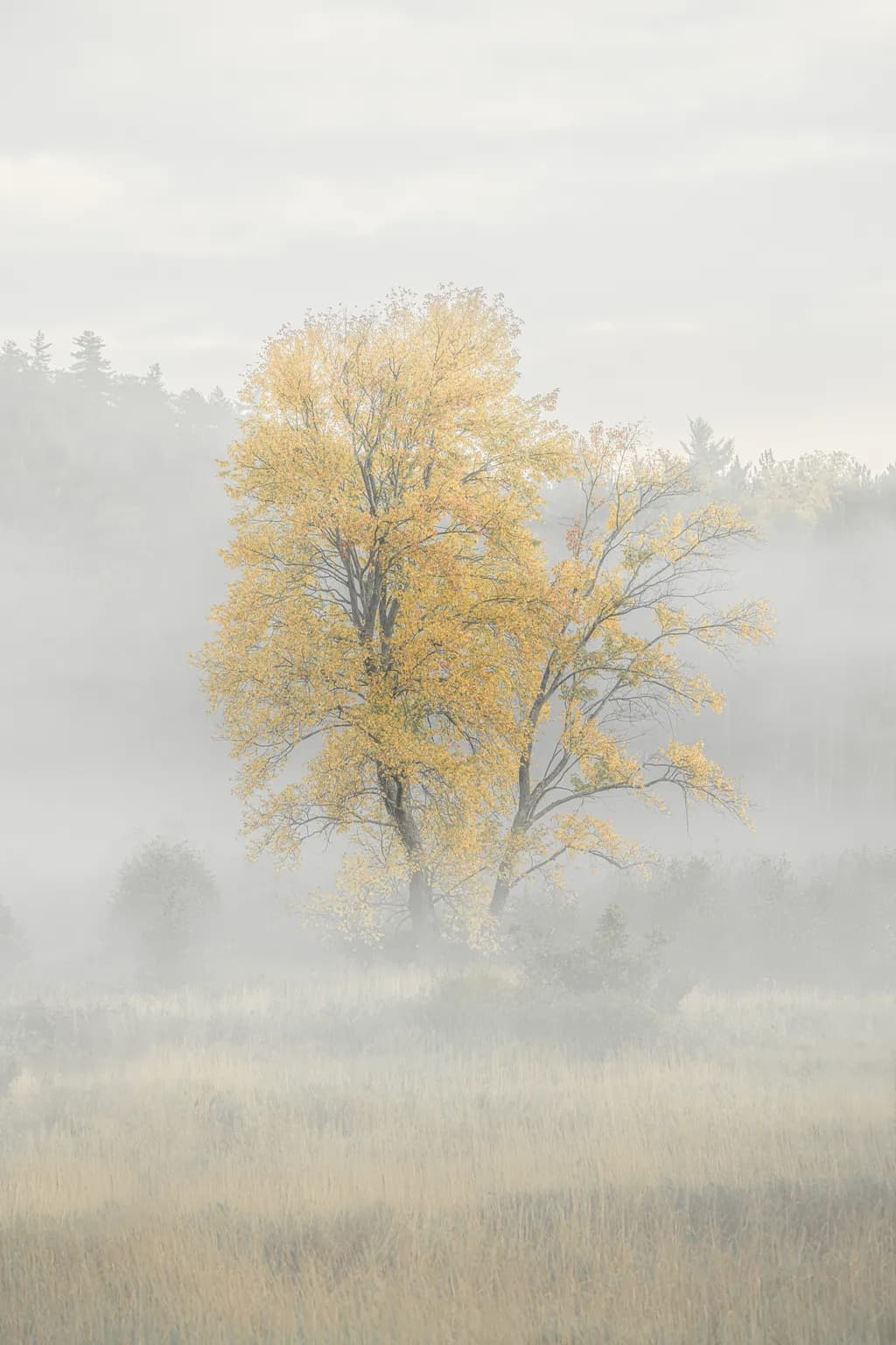 Whispers of Autumn: A Golden Tree in the Mist