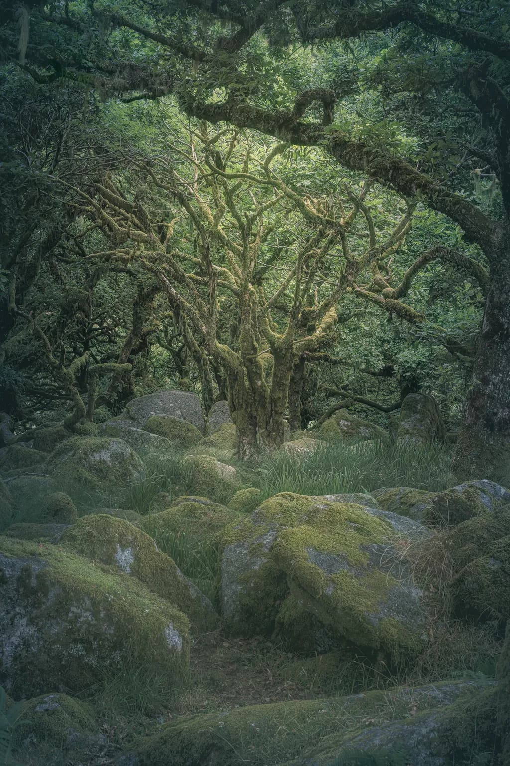 Whispers of the Mossy Grove: A Serene Forest Encounter