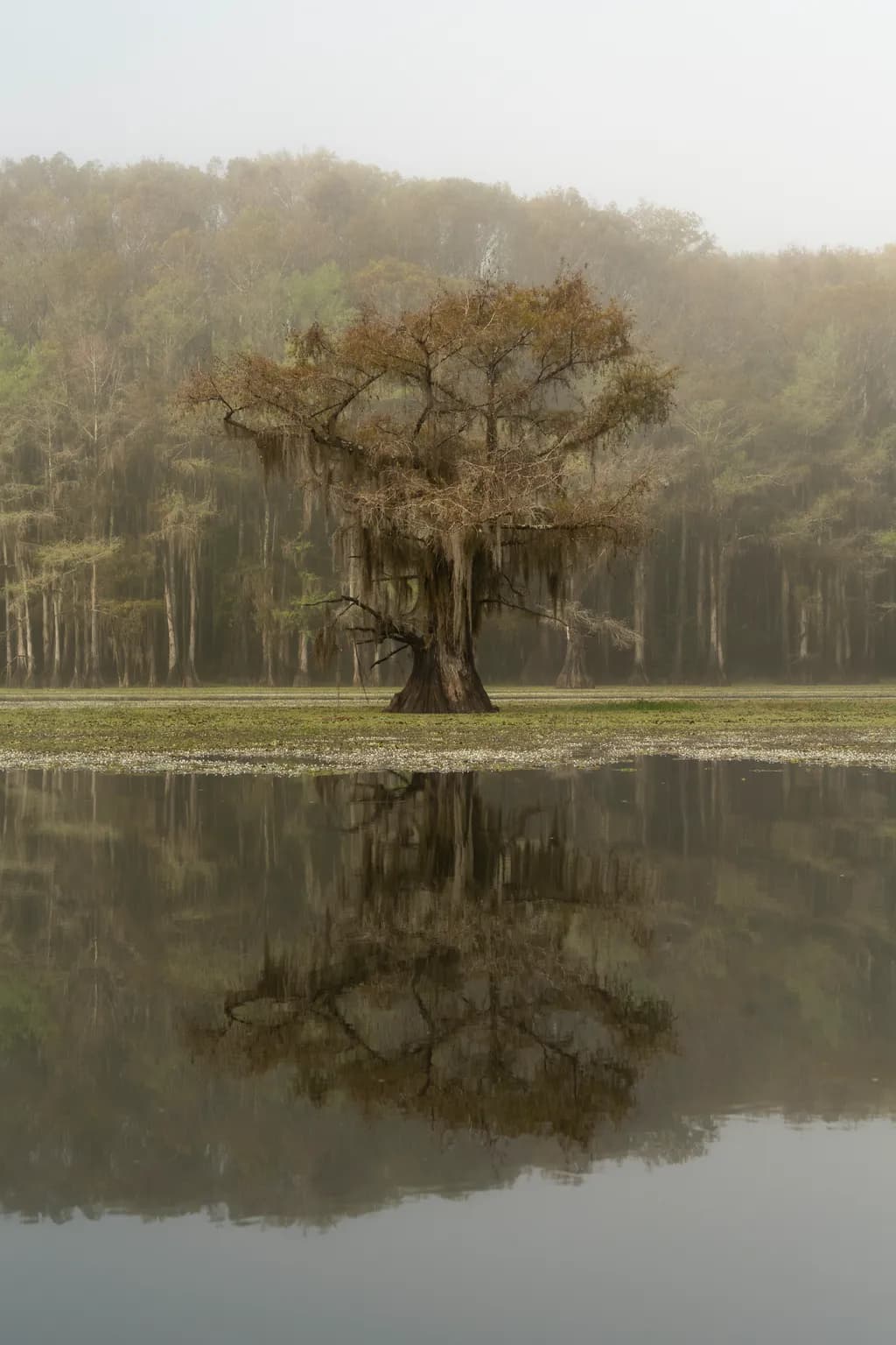 Misty Reflection
