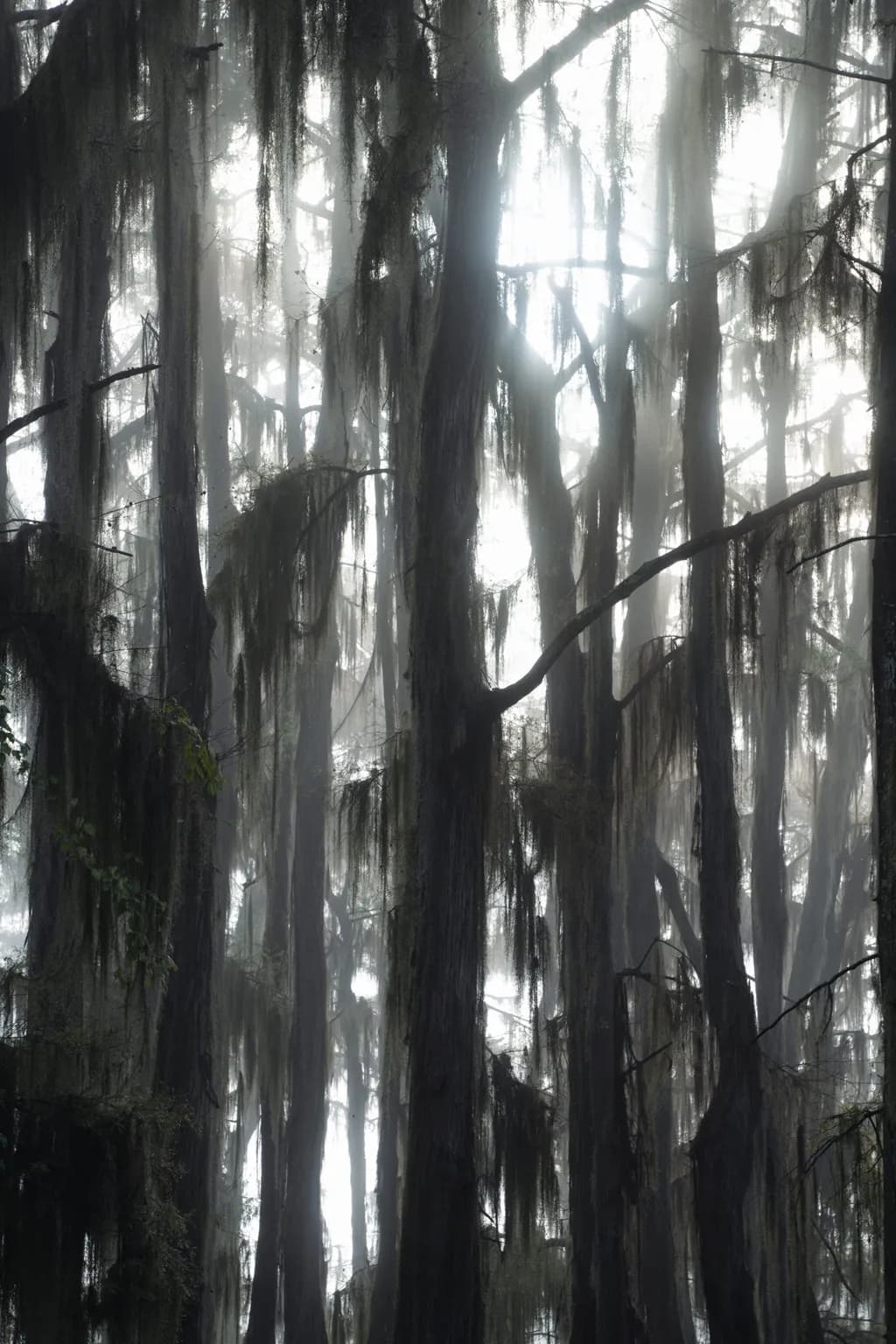 Mossbound Shadows