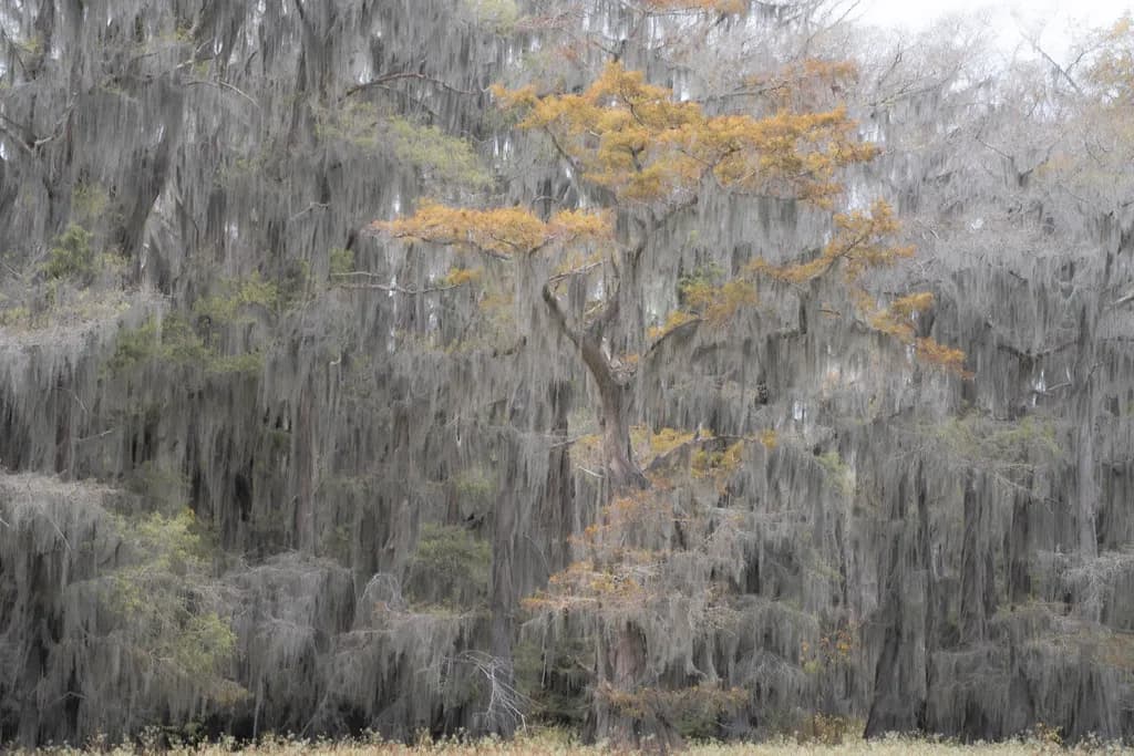 Moss Veil