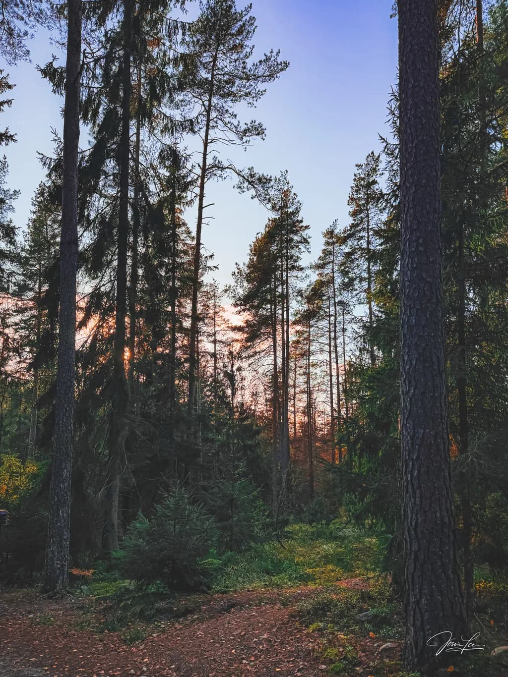 Whispers of the Evening Forest: A Tranquil Journey Through Nature's Embrace