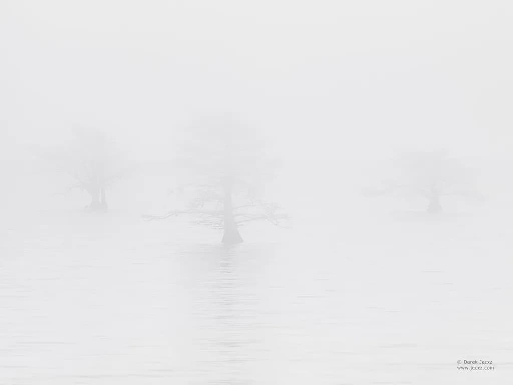 Three Quiet Trees