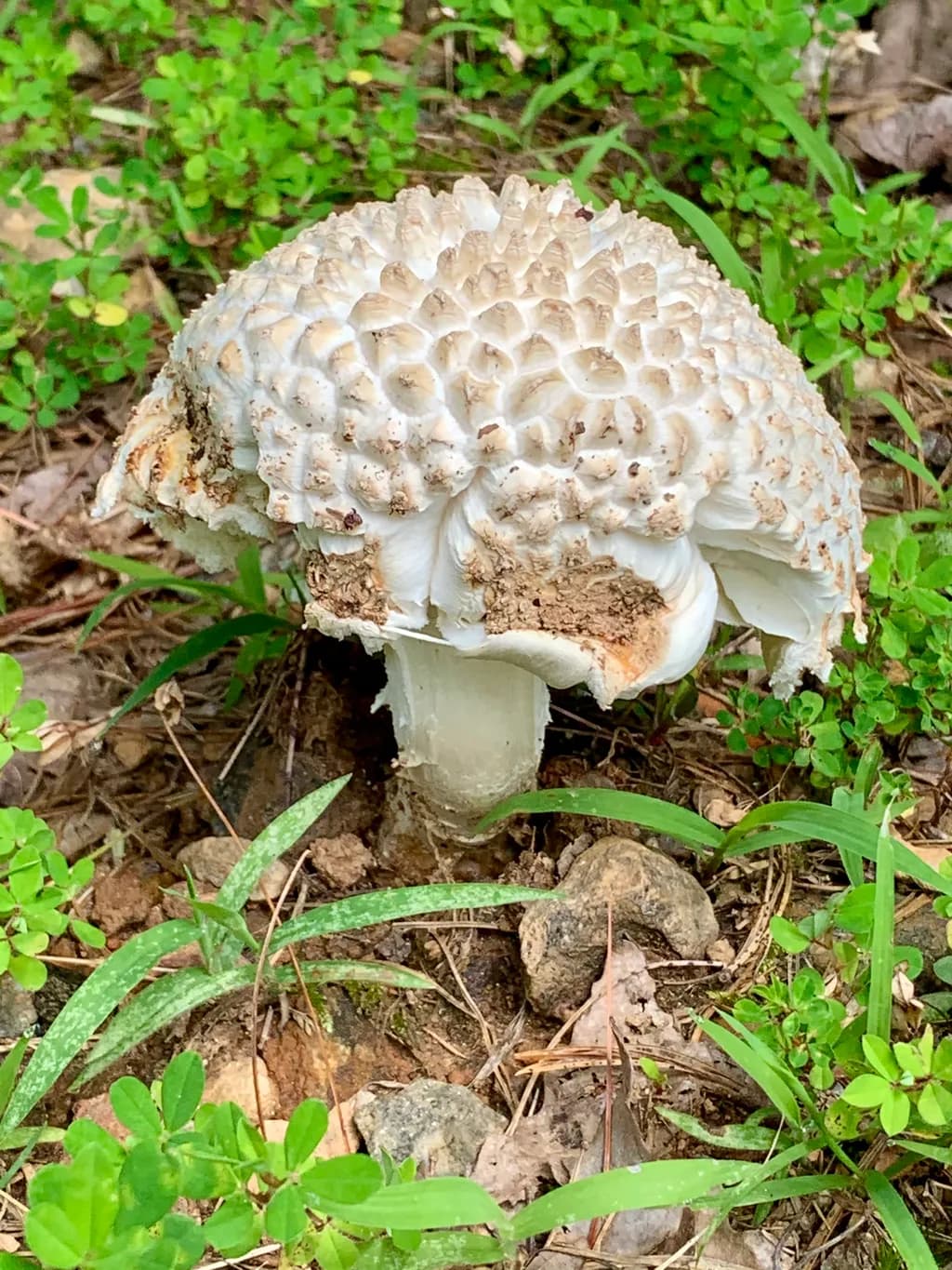 Textured Mushroom Sculpture