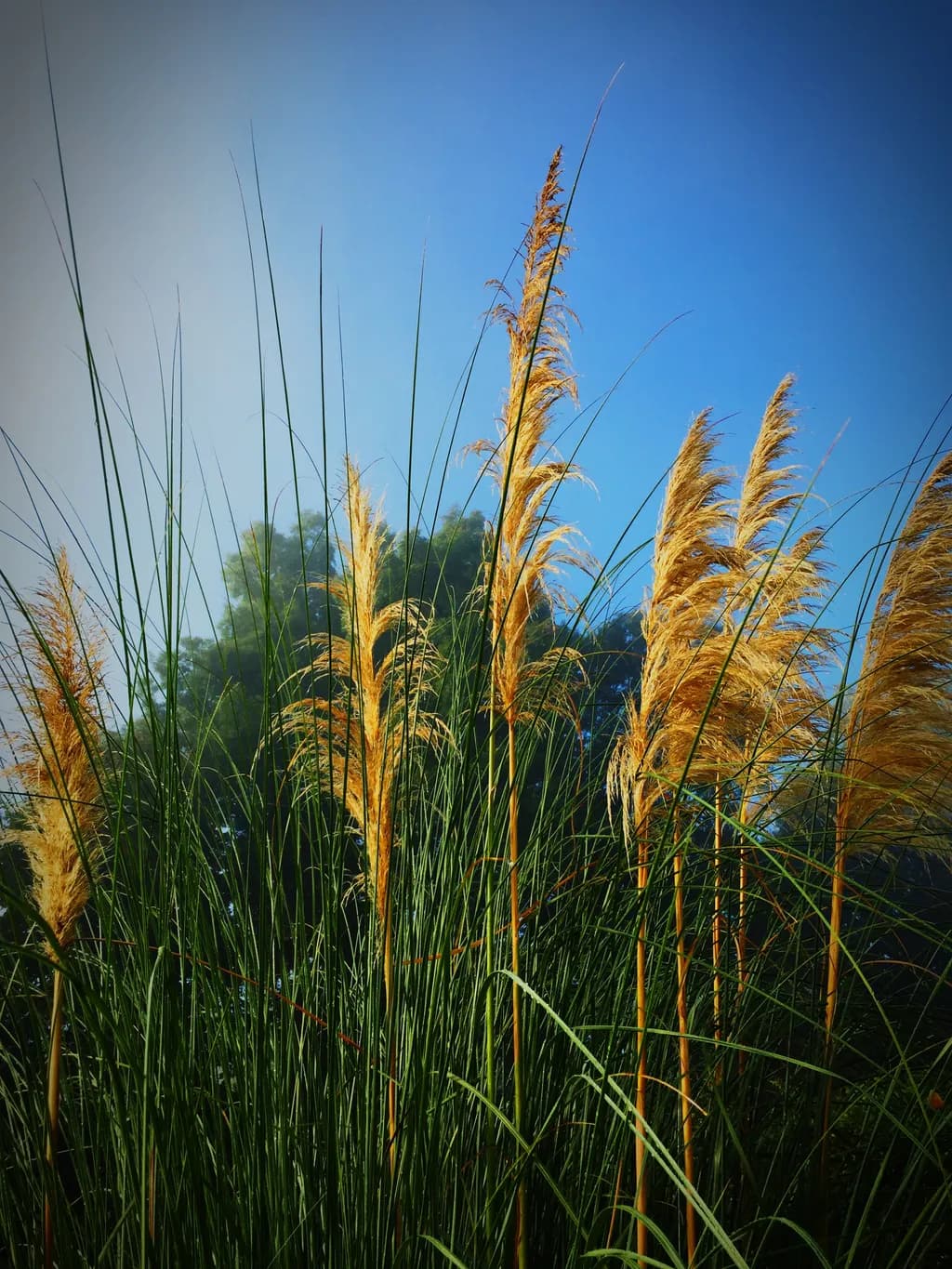 Golden Grasses