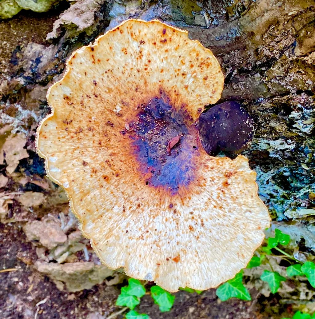 Forest Mushroom Elegance