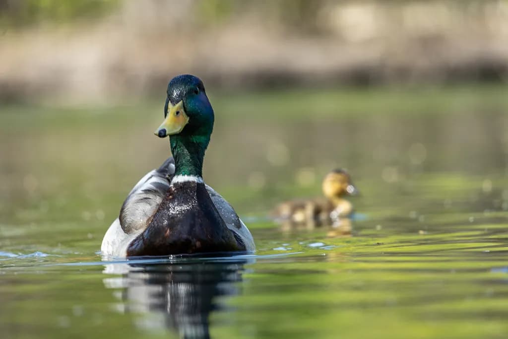 Manitoba Mallard Reflections
