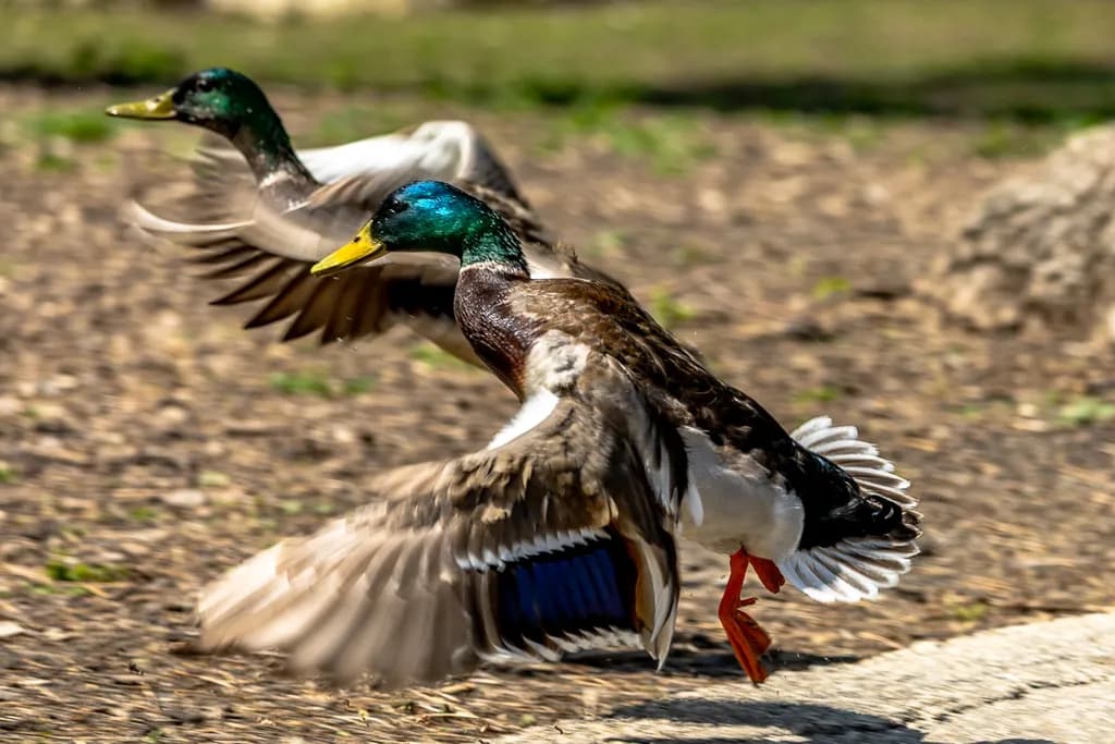 Mallard Lift-Off