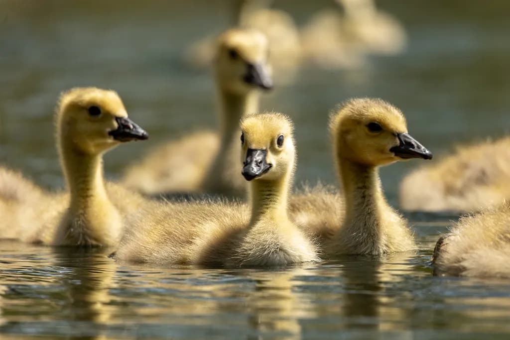 Prairie Ducklings