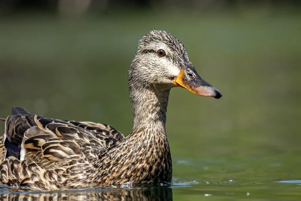 Prairie Mallard Portrait
