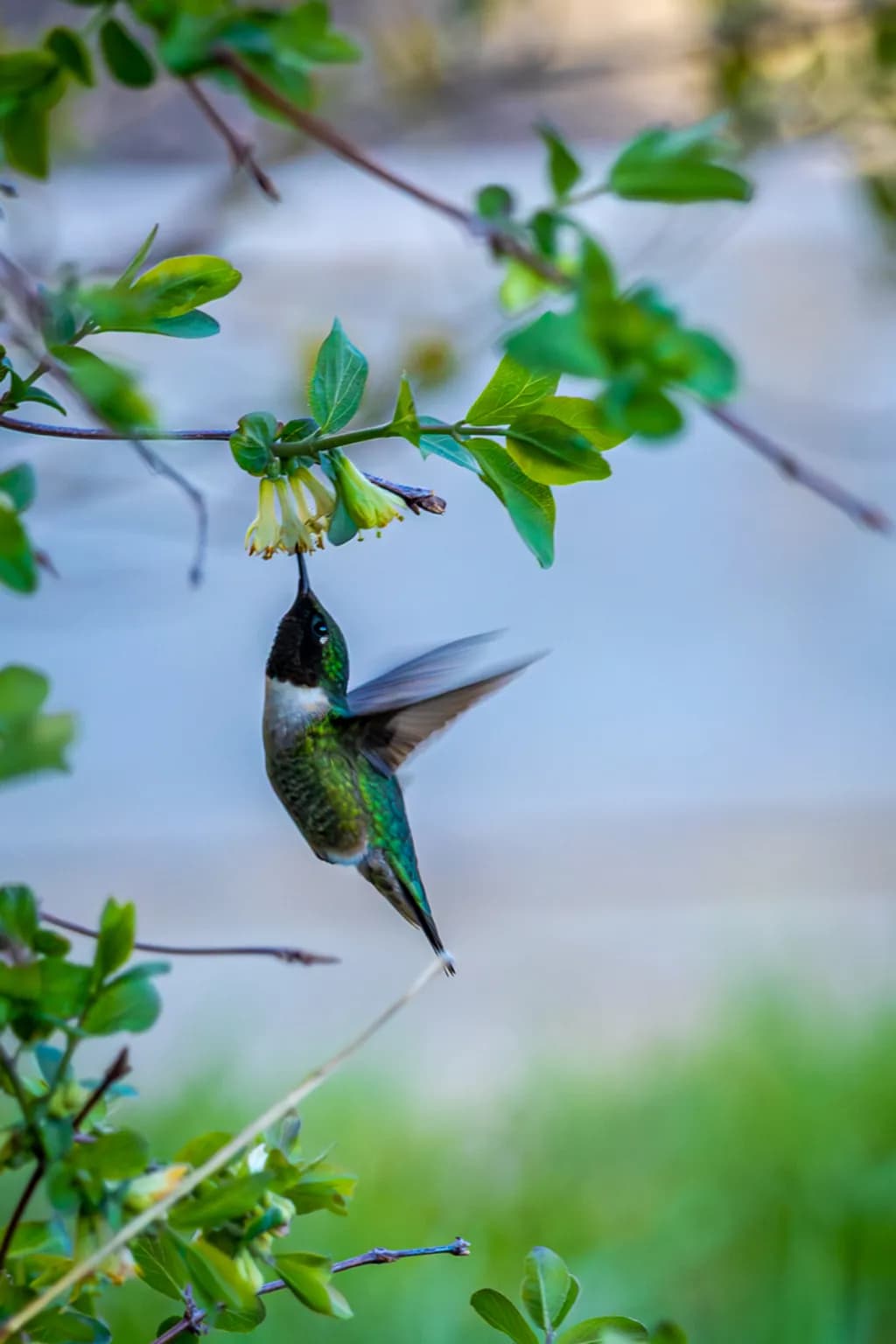 Prairie Hummingbird