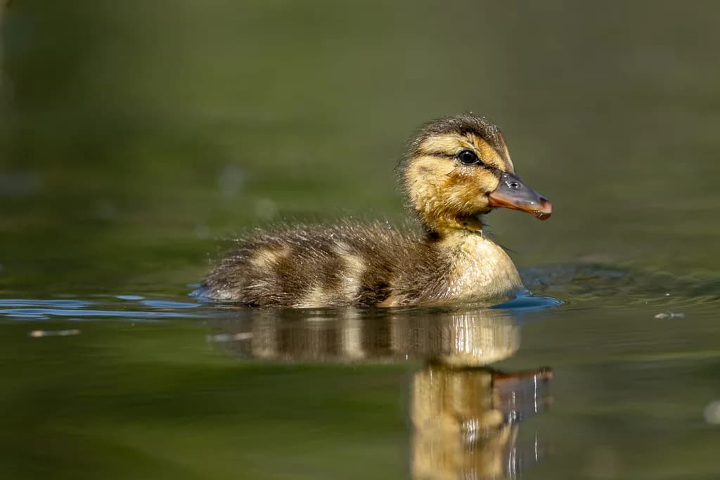 Duckling Reflection