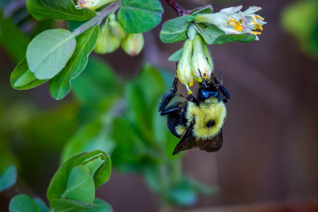 Manitoba Bumblebee