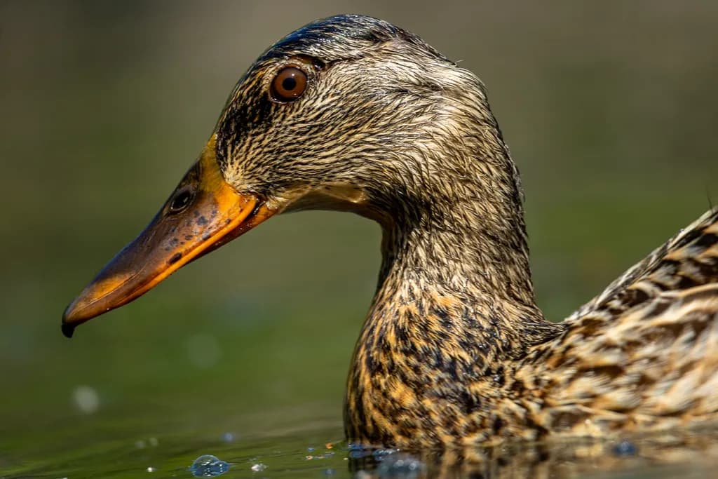 Mallard Detail