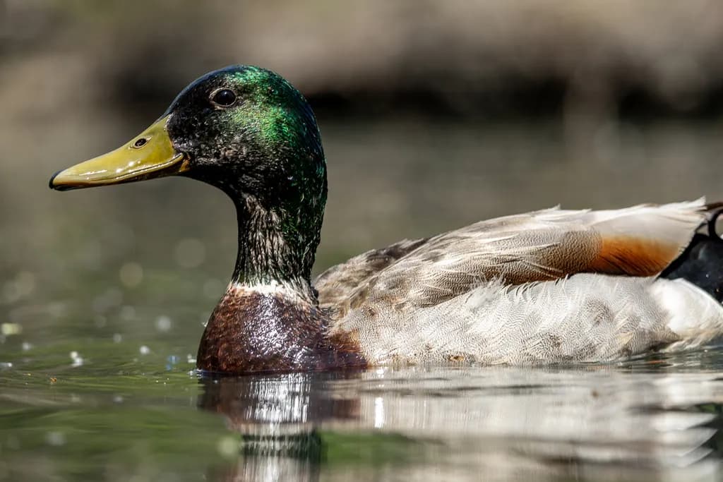 Mallard Reflection