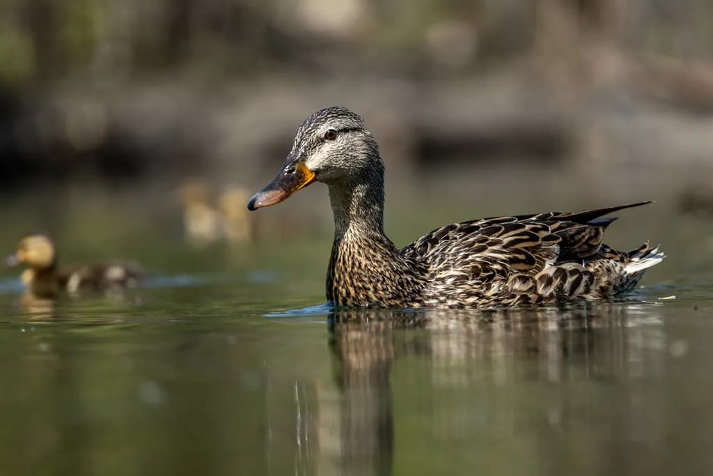 Manitoba Mallard Reflection