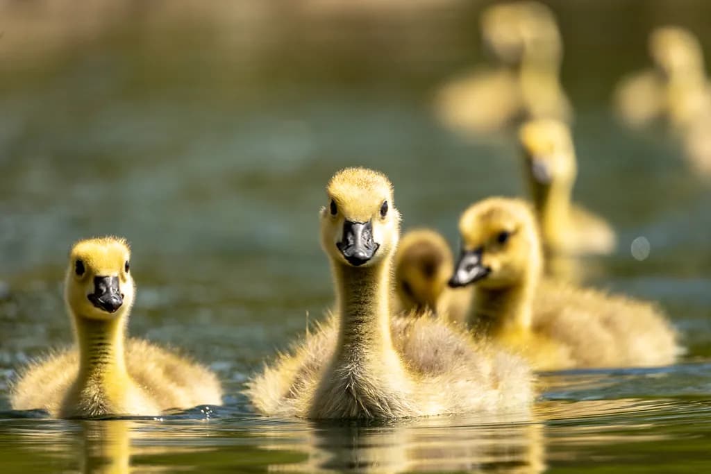 Gosling Procession