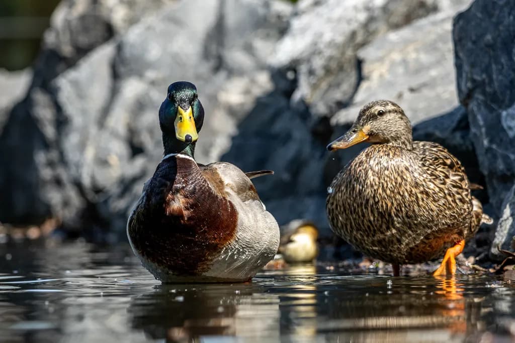 Manitoba Mallards Reflection