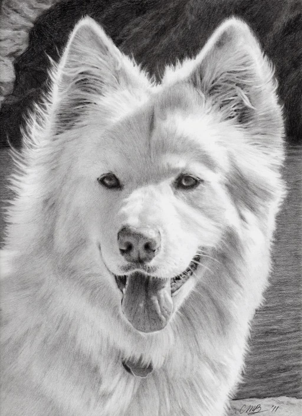 Whispers of Joy: A Portrait of a Samoyed's Heartfelt Smile