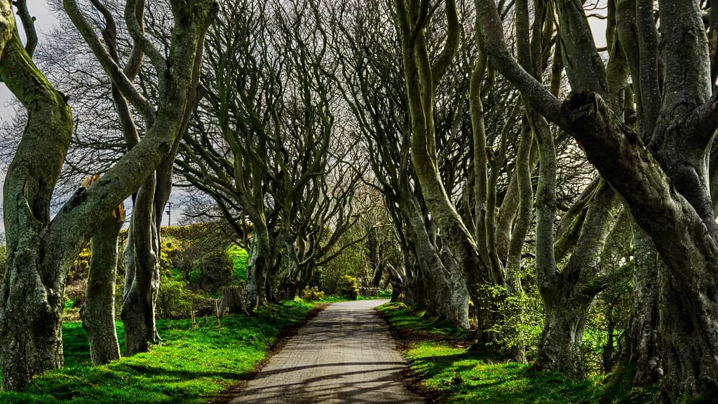 Whispers of the Woodland: A Serene Path Through Nature's Embrace