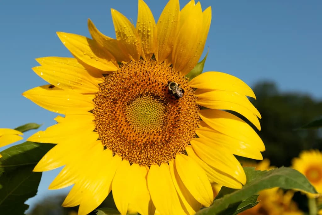 Golden Embrace: A Sunflower's Dance with Nature's Bees