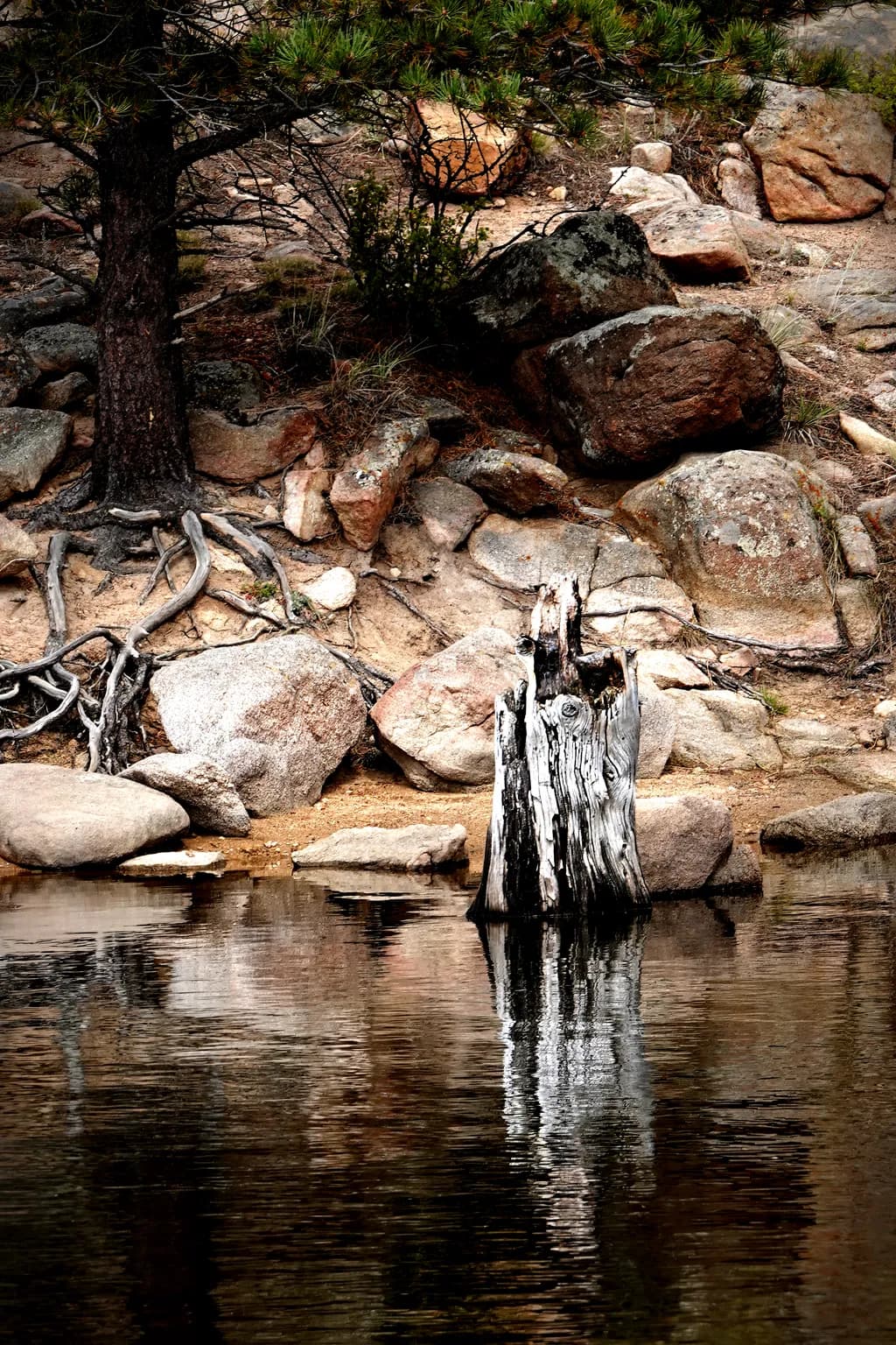 Stump in Lake