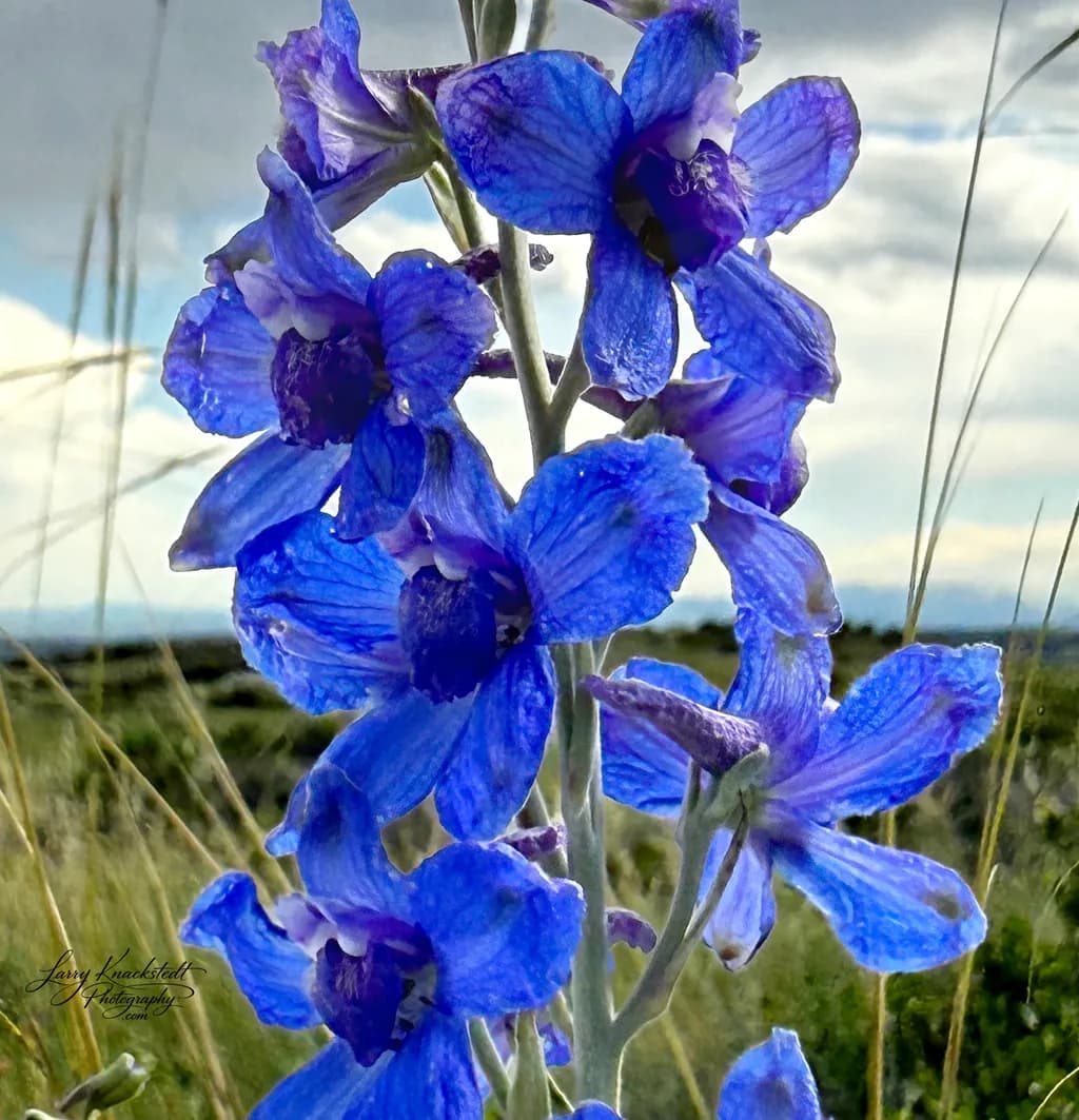 Desert Delphinium