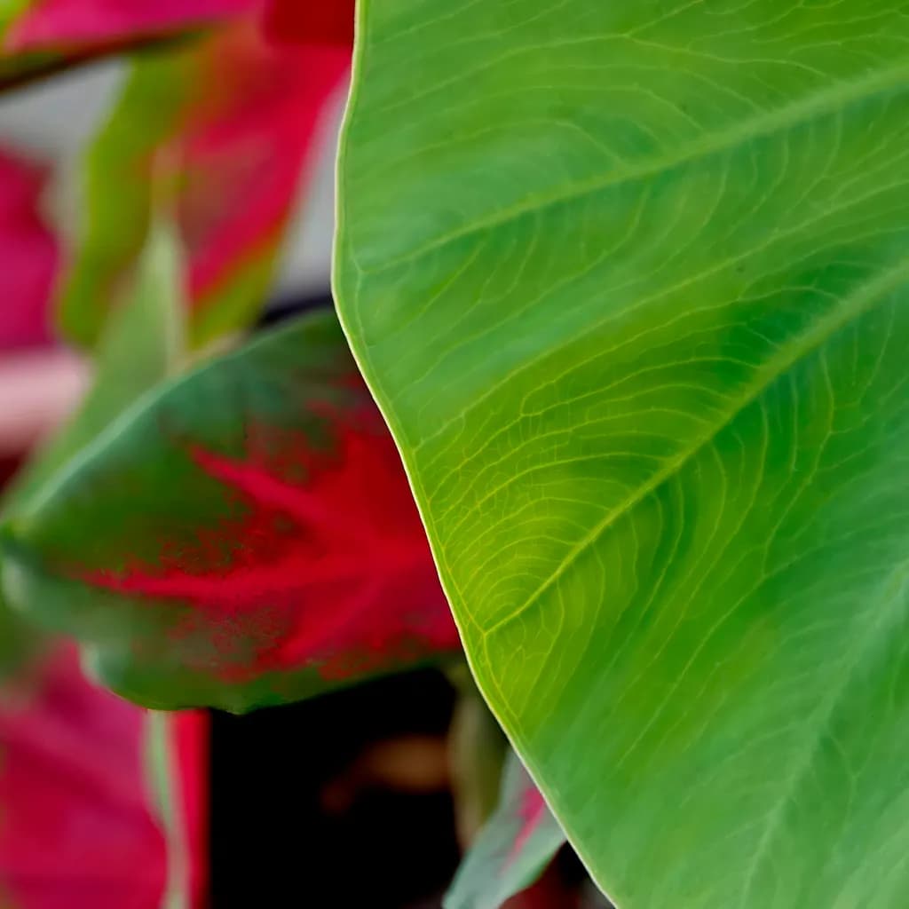 Red and Green