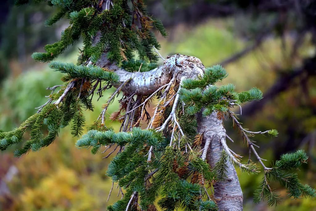 Twisted Branch