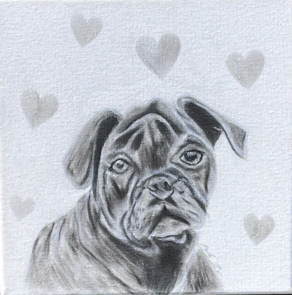 Heartfelt Canine Portrait: A Gray Dog's Expression of Love